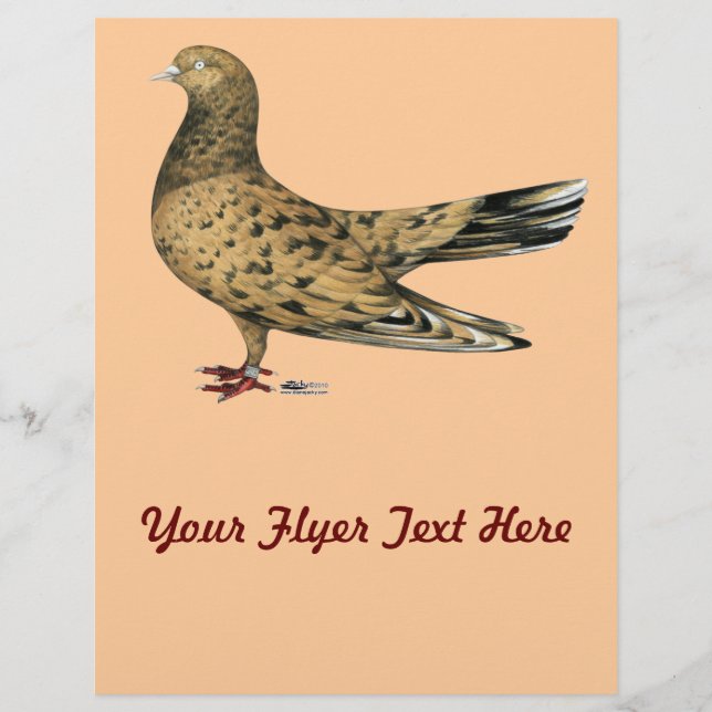 Flying Oriental Roller Pigeon Almond Flyer (Vorne)
