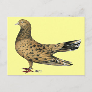 Flying Oriental Roller Pigeon Almond Postkarte