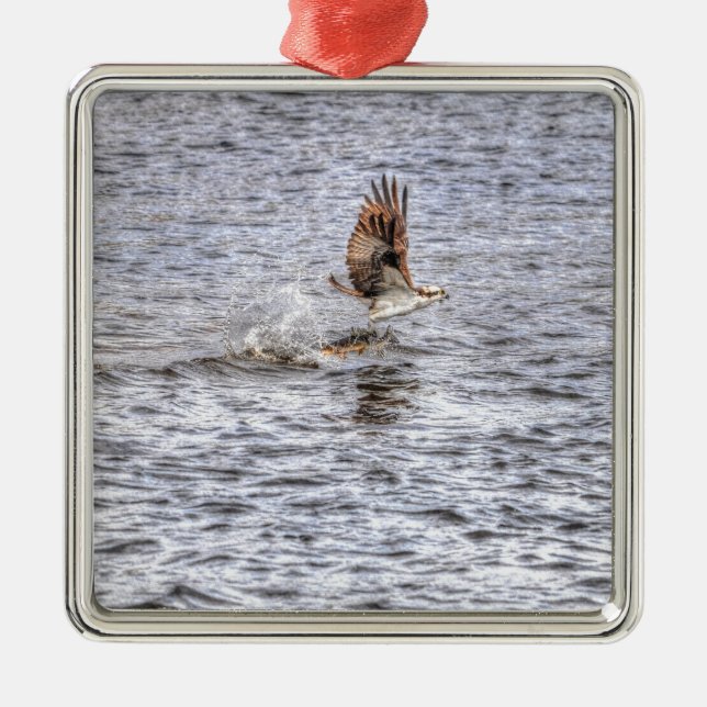 Flying Osprey & Fish HDR Wildlife Foto Geschenk Silbernes Ornament (Vorne)