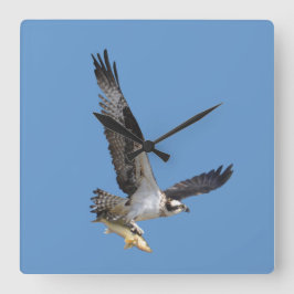 Flying Osprey & Fish Wildlife Fotogray Quadratische Wanduhr