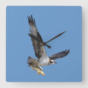 Flying Osprey & Fish Wildlife Fotogray Quadratische Wanduhr