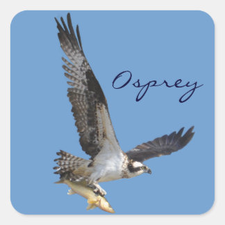 Flying Osprey & Fish Wildlife Fotogray Quadratischer Aufkleber