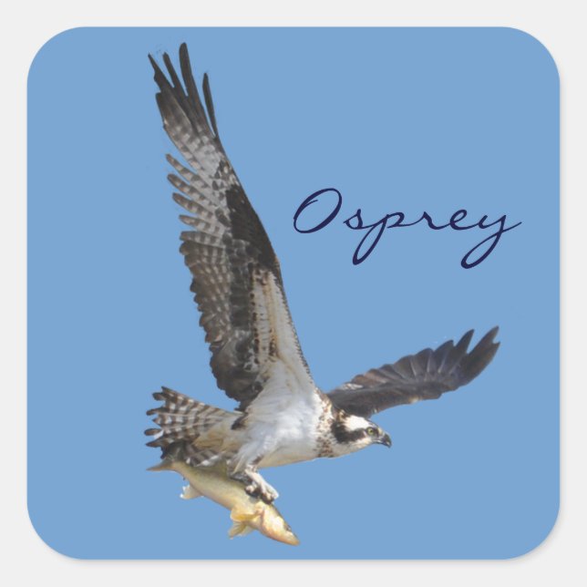 Flying Osprey & Fish Wildlife Fotogray Quadratischer Aufkleber (Vorderseite)