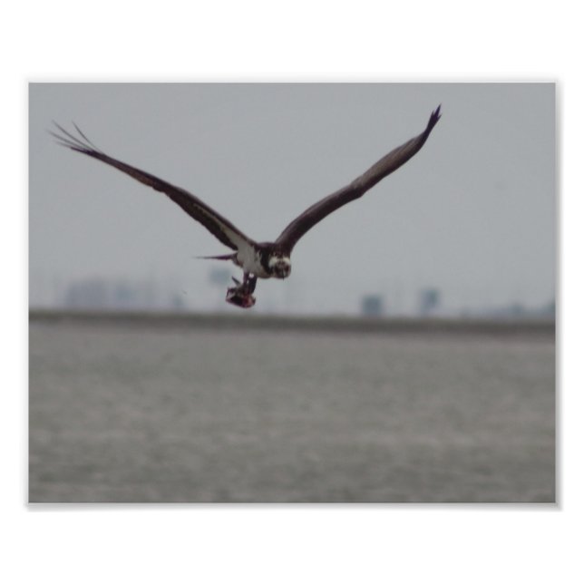 Flying Osprey-Foto Fotodruck (Vorne)