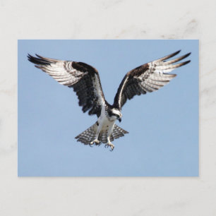 Flying Osprey Postkarte