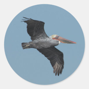 Flying Pelican 14 Aufkleber