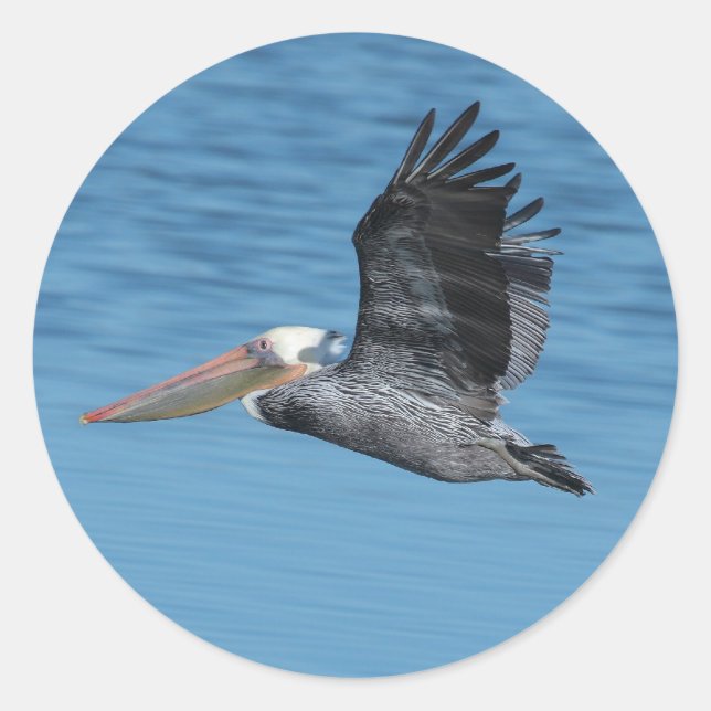 Flying Pelican 8 Aufkleber (Vorderseite)