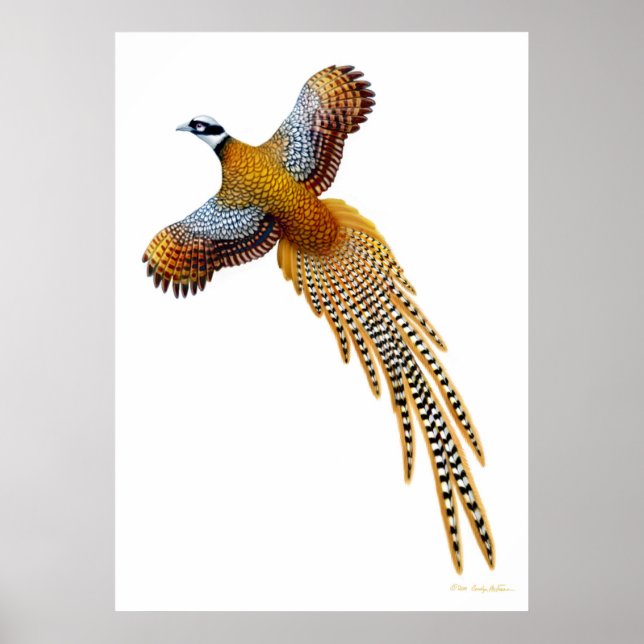 Flying Reeves Pheasant Print Poster (Vorne)