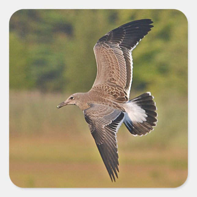 Flying Sea Gull Sticker (Vorderseite)