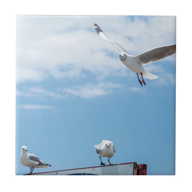 Flying Sitting Seagulls Birds Blue Sky Fliese (Vorderseite)