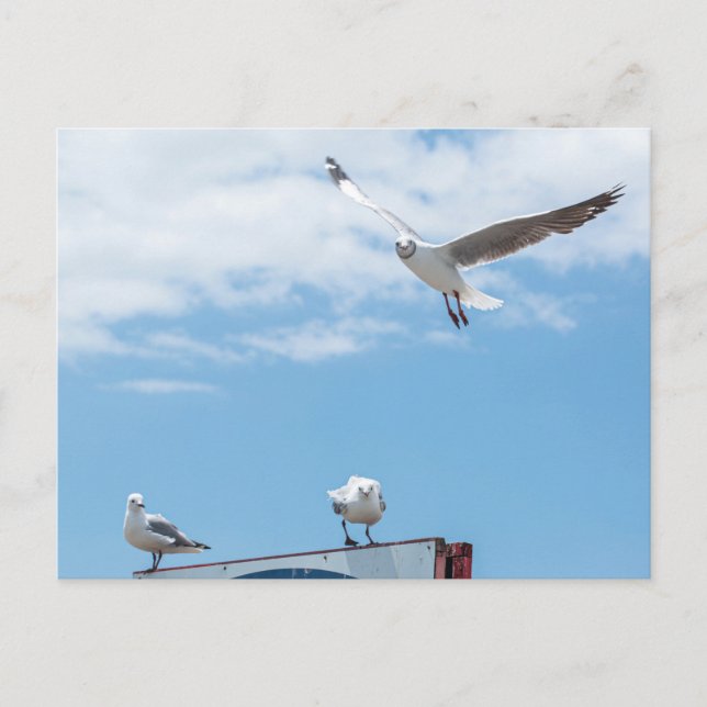 Flying Sitting Seagulls Birds Blue Sky Postkarte (Vorderseite)
