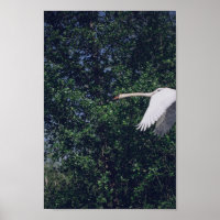 Flying Swan Nature Bird Wild Life