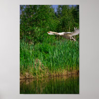 Flying Swan Nature Bird Wild Life