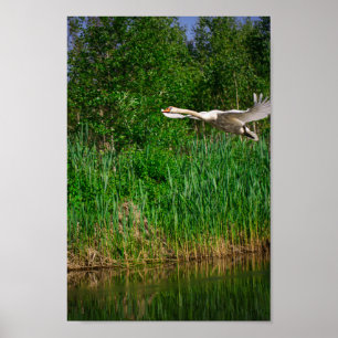 Flying Swan Nature Bird Wild Life Poster