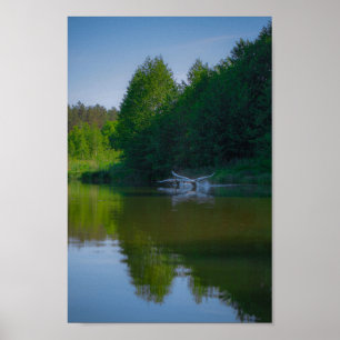 Flying Swan Nature Bird Wild Life Poster