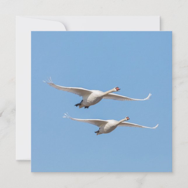 Flying Swans Nature Foto Card (Vorderseite)