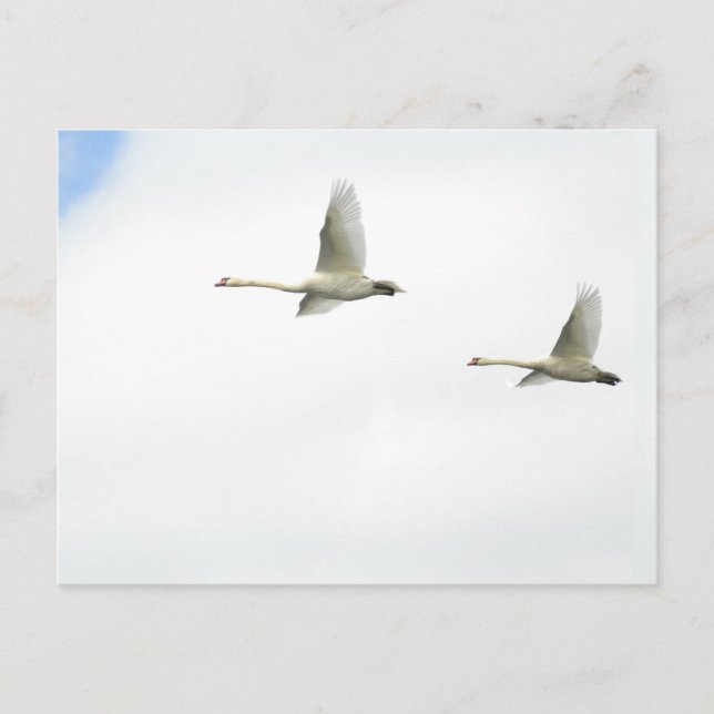 Flying swans  postkarte (Vorderseite)