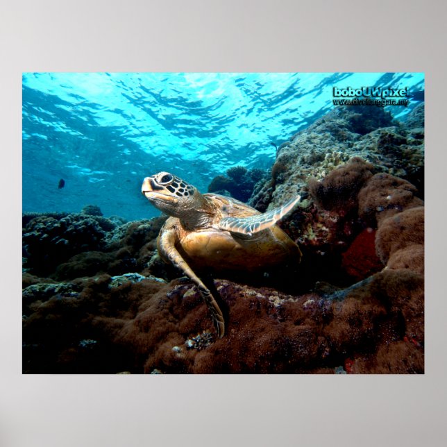 Flying Turtle Poster (Vorne)