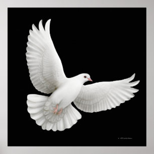 Flying White Dove Print Poster