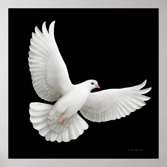 Flying White Dove Print Poster (Vorne)