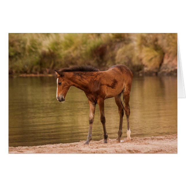 Foal am Fluss (Vorderseite (Horizontal))