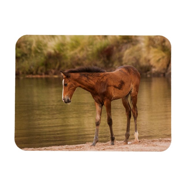 Foal am Fluss Magnet (Horizontal)