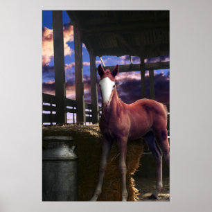 Foal Horse in der Scheune Poster