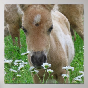 Foal Riechen Daisies Canvas Print Poster