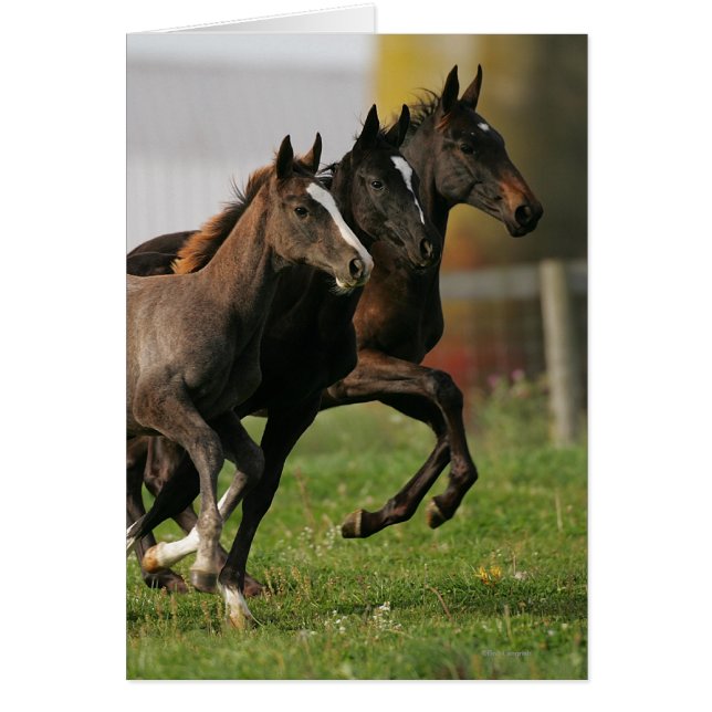 Foal Running (Vorne)