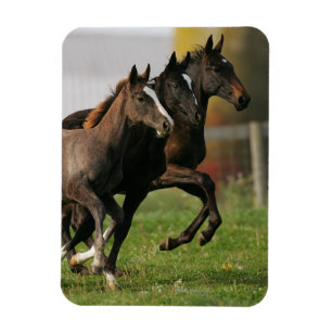 Foal Running Magnet