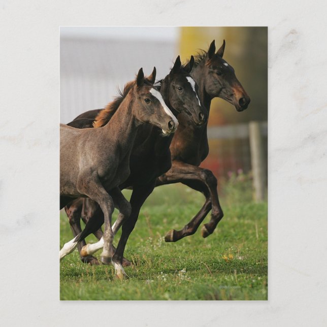 Foal Running Postkarte (Vorderseite)