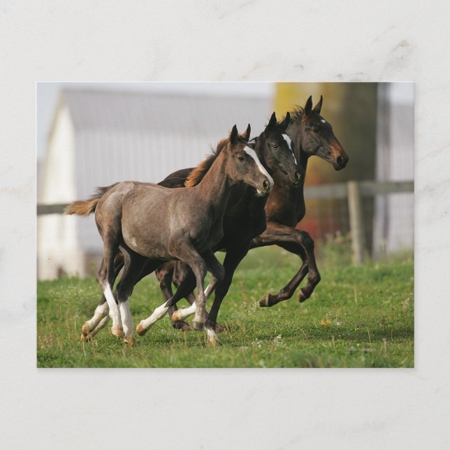 Foal Running Postkarte (Vorderseite)
