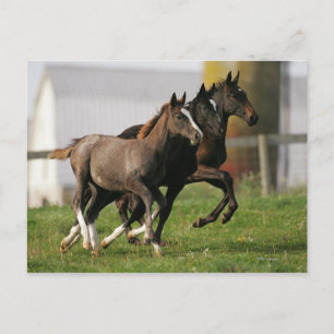 Foal Running Postkarte