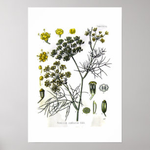 Foeniculum capillaceum (Fenchel) Poster