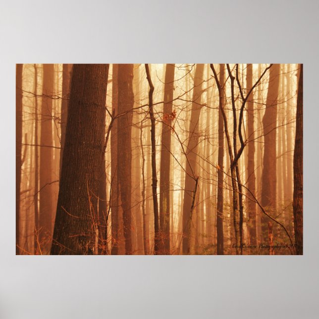 Fog in Forest Poster (Vorne)