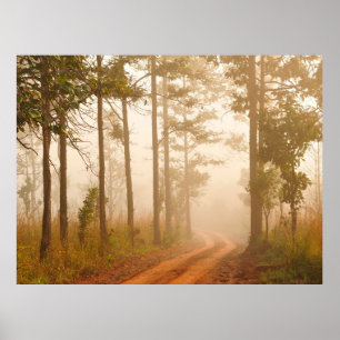 Fog in pine forestforest, beautiful, black, dark,  poster