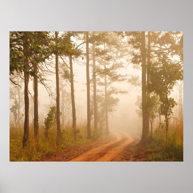Fog in pine forestforest, beautiful, black, dark,  poster (Vorne)