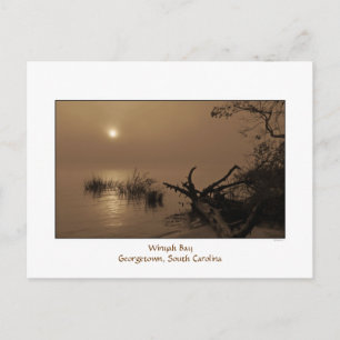 Foggy Bay Morning Postcard Postkarte