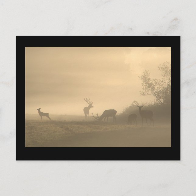 Foggy Elk Family Postkarte (Vorderseite)