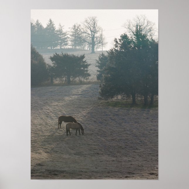Foggy Grazing Poster (Vorne)