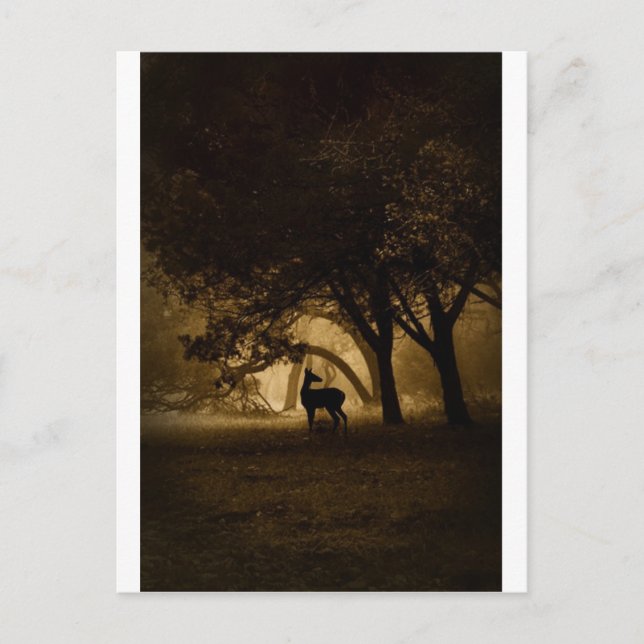 Foggy Morning Postkarte (Vorderseite)