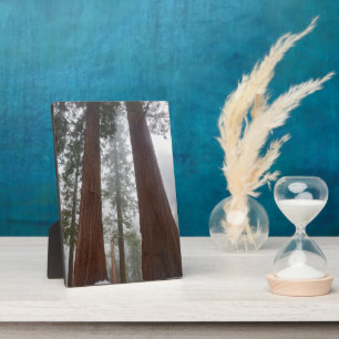 Foggy Morning & Spring Snow unter Riesenreihenfolg Fotoplatte