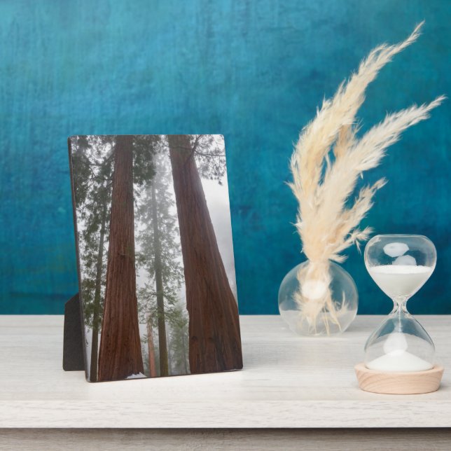 Foggy Morning & Spring Snow unter Riesenreihenfolg Fotoplatte (Seite)