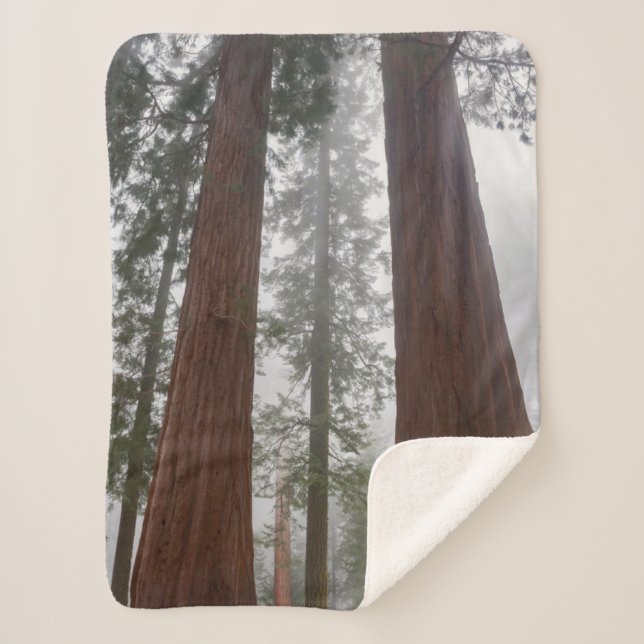 Foggy Morning & Spring Snow unter Riesenreihenfolg Sherpadecke (Vorderseite)
