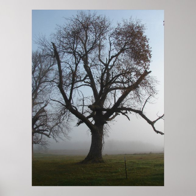 Foggy Morning Tree Poster (Vorne)