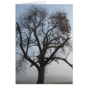 Foggy Tree in Iowa