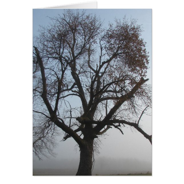 Foggy Tree in Iowa (Vorne)