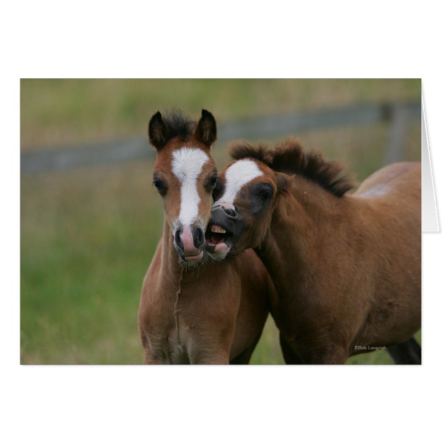 Fohlen (Vorderseite (Horizontal))