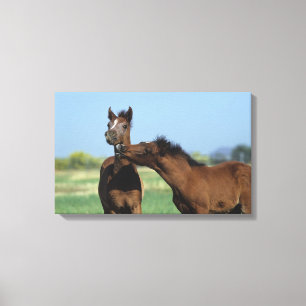 Fohlen 2 leinwanddruck