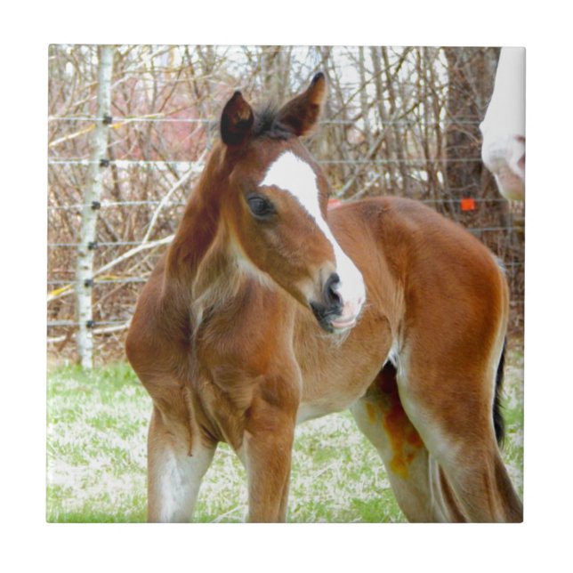 FOHLEN-BABY-PONY des PFERD2cute Fliese (Vorderseite)